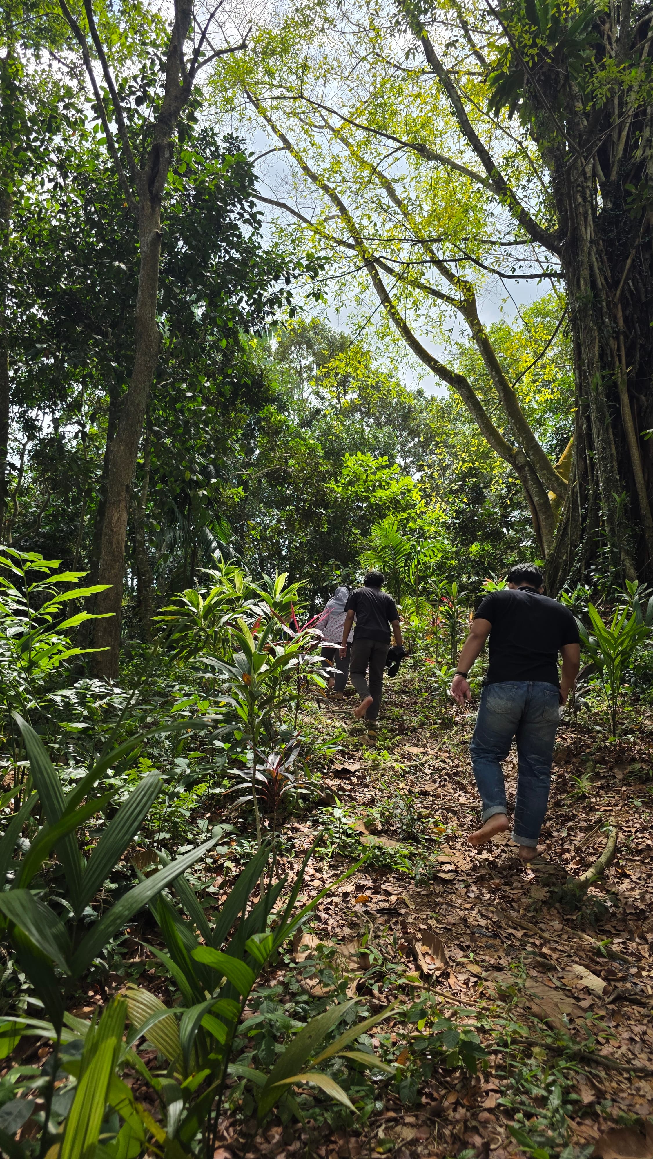 Hutan dan jalur rel lori Bukit Rel